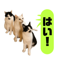[LINEスタンプ] 我が家のかわいいねこたちのスタンプ