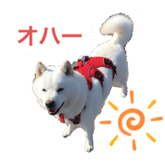 [LINEスタンプ] 北海道犬くまの日常