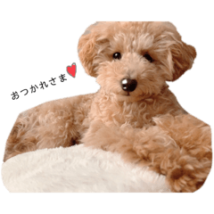 [LINEスタンプ] タイニープードル める ♡