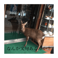 [LINEスタンプ] 鹿のスタン