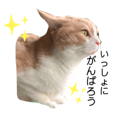 [LINEスタンプ] マンチカンのメルシーくん2