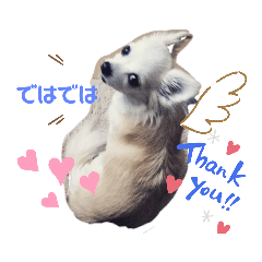 [LINEスタンプ] チワワのモカたん♪ちょこっとハルたん3