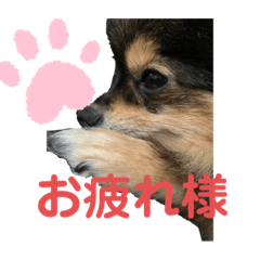 [LINEスタンプ] こまめスタンプ2