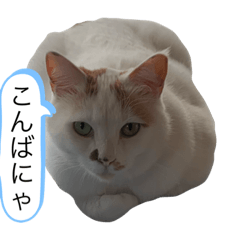 [LINEスタンプ] にゃんこの声