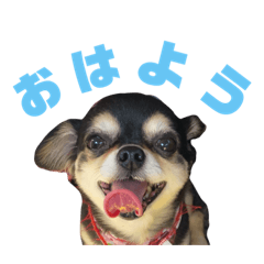 [LINEスタンプ] 我が家の愛犬チワワのライちゃんスタンプ