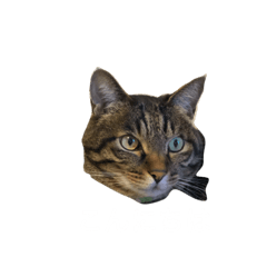 [LINEスタンプ] きいちゃんスタンプ2020