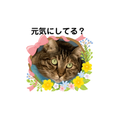 [LINEスタンプ] ととまるとの生活