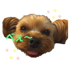 [LINEスタンプ] ヨーキーのふうた