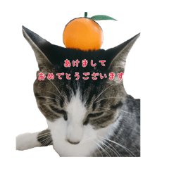 [LINEスタンプ] そらちゃんの使えるスタンプ