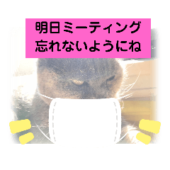 [LINEスタンプ] 猫のプッチとみかん仕事に使える