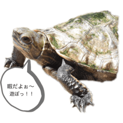 [LINEスタンプ] 亀のあきちゃん☆