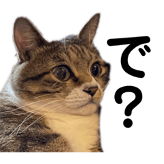 [LINEスタンプ] 猫すちゃピッピ