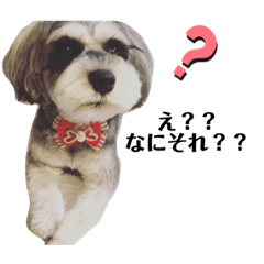 [LINEスタンプ] ミニチュアシュナウザーのわらび②
