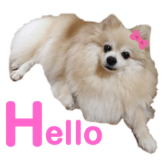 [LINEスタンプ] ポメラニアンのくぅーちゃん / Part1