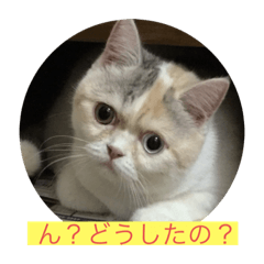 [LINEスタンプ] テンちゃん❗️1