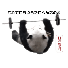 [LINEスタンプ] 巨大熊猫の日々