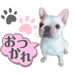 [LINEスタンプ] ペッパーくん2@フレンチブルドック