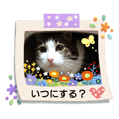 [LINEスタンプ] 武居familiar4