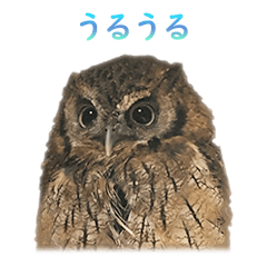 [LINEスタンプ] スピックスコノハズクのフレールちゃん1