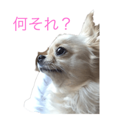 [LINEスタンプ] チワワ-使えるスタンプ