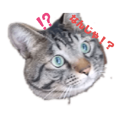 [LINEスタンプ] メタボ猫ですけどシリーズ2