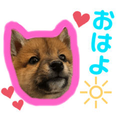[LINEスタンプ] 豆柴 華ちゃん