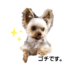 [LINEスタンプ] ヨーキー、ムートの①
