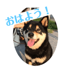 [LINEスタンプ] 黒柴『銀河くん』日常スタンプ2