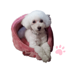 [LINEスタンプ] みゆ＆ここ