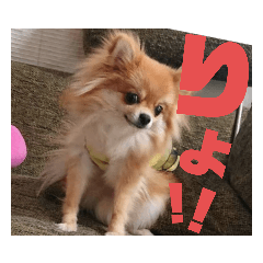 [LINEスタンプ] ポメ×チワ ミニ太♪