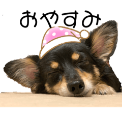 [LINEスタンプ] 癒しのチワックス ポポちゃん