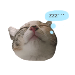 [LINEスタンプ] ねこのちゃんぷるー。