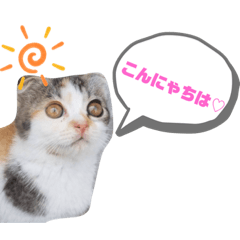 [LINEスタンプ] 子猫びびちゃんのスタンプ