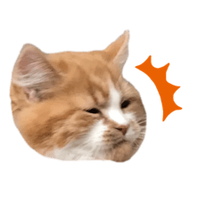 [LINEスタンプ] ウチのニャンズ