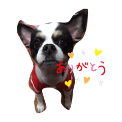 [LINEスタンプ] ペペココ❗️