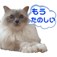 [LINEスタンプ] まじ天使猫ちゃんのパステル3の画像（メイン）