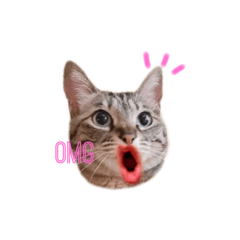 [LINEスタンプ] My cat2__