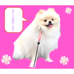 [LINEスタンプ] 白ポメ ルル子ちゃん