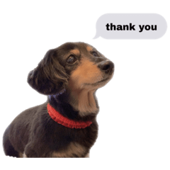 [LINEスタンプ] raichandog