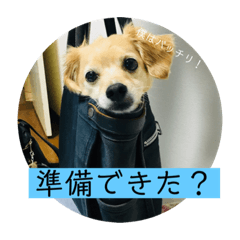 [LINEスタンプ] チワックスのてん