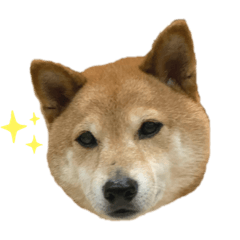 [LINEスタンプ] だいちゃん好きのためのスタンプ第一弾