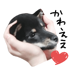 [LINEスタンプ] 癒され黒柴わんこ