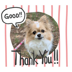 [LINEスタンプ] 毎日使えるチワワぐりこのスタンプ♡