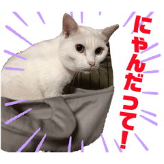 [LINEスタンプ] 帰ってきた。ミーコちゃんスタンプ