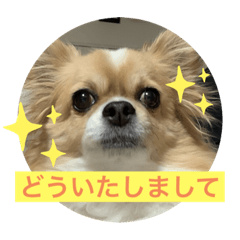[LINEスタンプ] 毎日使えるチワワぐりこのスタンプ♡2