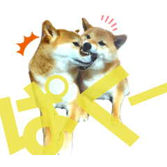 [LINEスタンプ] 柴犬ちょことまっちゃ