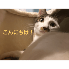 [LINEスタンプ] うちのニャンコロベー2