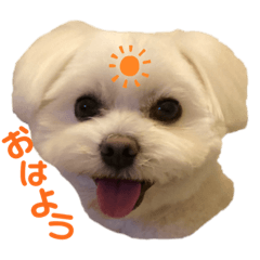 [LINEスタンプ] フィンだよ