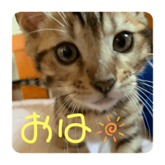 [LINEスタンプ] ベンガル猫ベガのスタンプ2