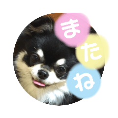 [LINEスタンプ] チワワのまろ 3